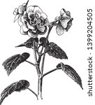 Begonia Tuberhybrida Is The...
