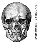 Bony Skeleton Of The Face And...
