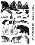 Mammals Groups  Vintage...