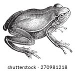 Frog  Vintage Engraved...