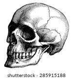 Skeleton Of The Human Head ...