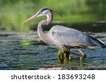 Great Blue Heron Fishing In The ...