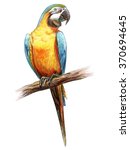 Parrot Blue Yellow Drawing ...