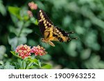Eastern Giant Swallowtail...