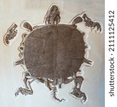 Small photo of Fossil softshell turtle from the eocene period found in the Green River Formation in Wyoming