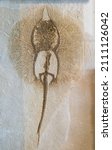 Small photo of Fossil stingray from the eocene period found in the Green River Formation in Wyoming