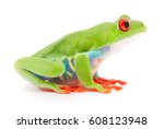 Red Eyed Tree Frog An Animal...