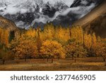 Small photo of That is the breathtaking view of Valley Hunza, that is literally an enchanting view of natural contrast of full of yellow tress with black mountains in background with fresh snow.