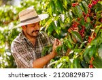 Small photo of Happy farmer picking Arabica coffee beans on the coffee tree.
