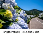 Small photo of Hydrangea flowers in selective focus on defocus Flowery road with hydrangea, at the roadside in Lagoa Sete das Cidades (Sete Cidades Lagoon). Sao Miguel, Azores.