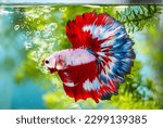 Small photo of Multi color Siamese fighting fish(Rosetail)(halfmoon),fighting fish,Betta splendens,on nature background with clipping path