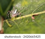 Small photo of animal, animals, arachnid, arachnida, arachnids, araneae, arthropod, brown, care, detail, egg, eggs, fauna, female, insect, invertebrate, lynx, lynx spider, macro, natural, nature, oxyopidae, parental