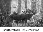 Red Deers In A Forest And Light ...