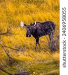 Small photo of Moose in marsh wilderness, vegetation, travel, running shoes, conservation, fall, wild, nature, moose, marsh, outdoor, portrait, green, wildlife, grass, mammal, alces, color, forest, animal, backgroun