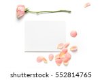 Rose flower and petals on empty piece of paper isolated on white. Copy space for text. Feminine concept. Mock up top view