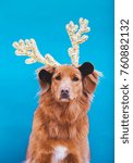 Small photo of dog wearing deer plush horns, nova scotia duck tolling retriever in christmas decoration costume, funny portrait of toller breed