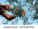 Small photo of closeup of a man using a comb-like tool to harvest some arbequina olives from the branches of an olive tree in a grove in Catalonia, Spain
