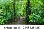 Small photo of a magical, scenic path through Costa Rica's dense tropical rainforest; hiking through Costa Rica's jungle in braulio carrillo national park near san jose