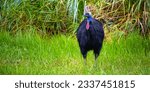 Small photo of mighty southern cassowary seen up close in daintree rainforest national park in queensland, australia, near cairns, large colorful flightless bird, symbol of daintree