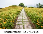Path Through Day Lily Garden