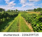 Concord Grape Vineyard, color photograph, landscape photo, farm backdrop