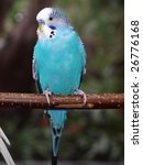 Young Blue Budgie