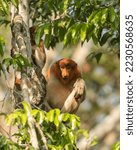Proboscis Monkey In Tanjung...