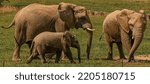 The Elephant Family Enjoys...