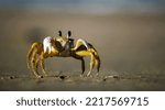 Small photo of Beautiful crab walking and sneaking around on tidal sand beach. Captured during day outing