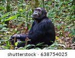 Sitting Chimpanzee In Kibale...