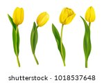 Spring Yellow Tulips Isolated...