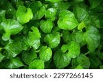 Small photo of chameleon plant or Houttuynia cordata,fish leaf, fish mint, rainbow plant, heart leaf, fish wort, Chinese lizard tail, bishop's weed
