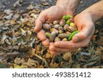 a handful of acorns in the hands of