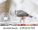 One Tufted Titmouse Perched On...