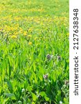 Small photo of Dandelion in green grass, spring. Nature background of dandelions in the grass. Green nature background. meadow with dandelions on a sunny day. dandelions in spring. flowering dandelions