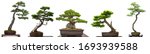Bonsai Conifer Trees From Japan ...