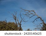 Small photo of Dry or leafless trees due to drought or winter where you can see their decrepit branches or trunks