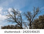 Small photo of Dry or leafless trees due to drought or winter where you can see their decrepit branches or trunks