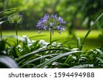 Agapanthus Praecox  Blue Lily...