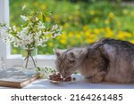 Small photo of Cute gray cat eats wet food from plate on the windowsill, close up. Healthy cat eats food with appetite
