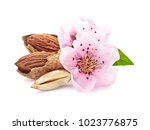 Almonds nuts with pink flowers