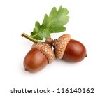 Dried acorns with leaf