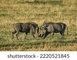 Small photo of Common Warthog (Phacochoerus africanus) engaged in a tussle