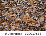Autumn morning iced leaf texture background