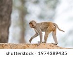 Indian Rhesus Macaque Monkey Jim Corbett National Park, India