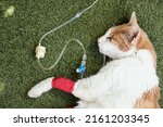 Small photo of Sick cat with serum by catheter with bandages. Sick cat due to treatment for kidney failure. Indisposed cat, serious, convalescent, afflicted. Concept of cat or mascot convalescent by operation. Sick