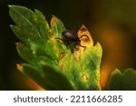 Small photo of Image of a Castor pean tick