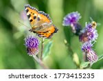 Small photo of Butterfly urticaria on a sow thistle pink flower