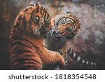 Sumatran Tiger  Panthera Tigris ...