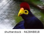 Small photo of Ross's Turaco bird (Musophaga Rossau) beautifully colored bird and detail of his head